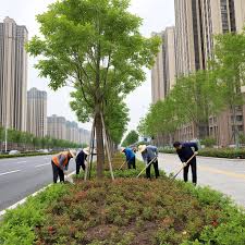 同江市政绿化公司需要建造师吗现在